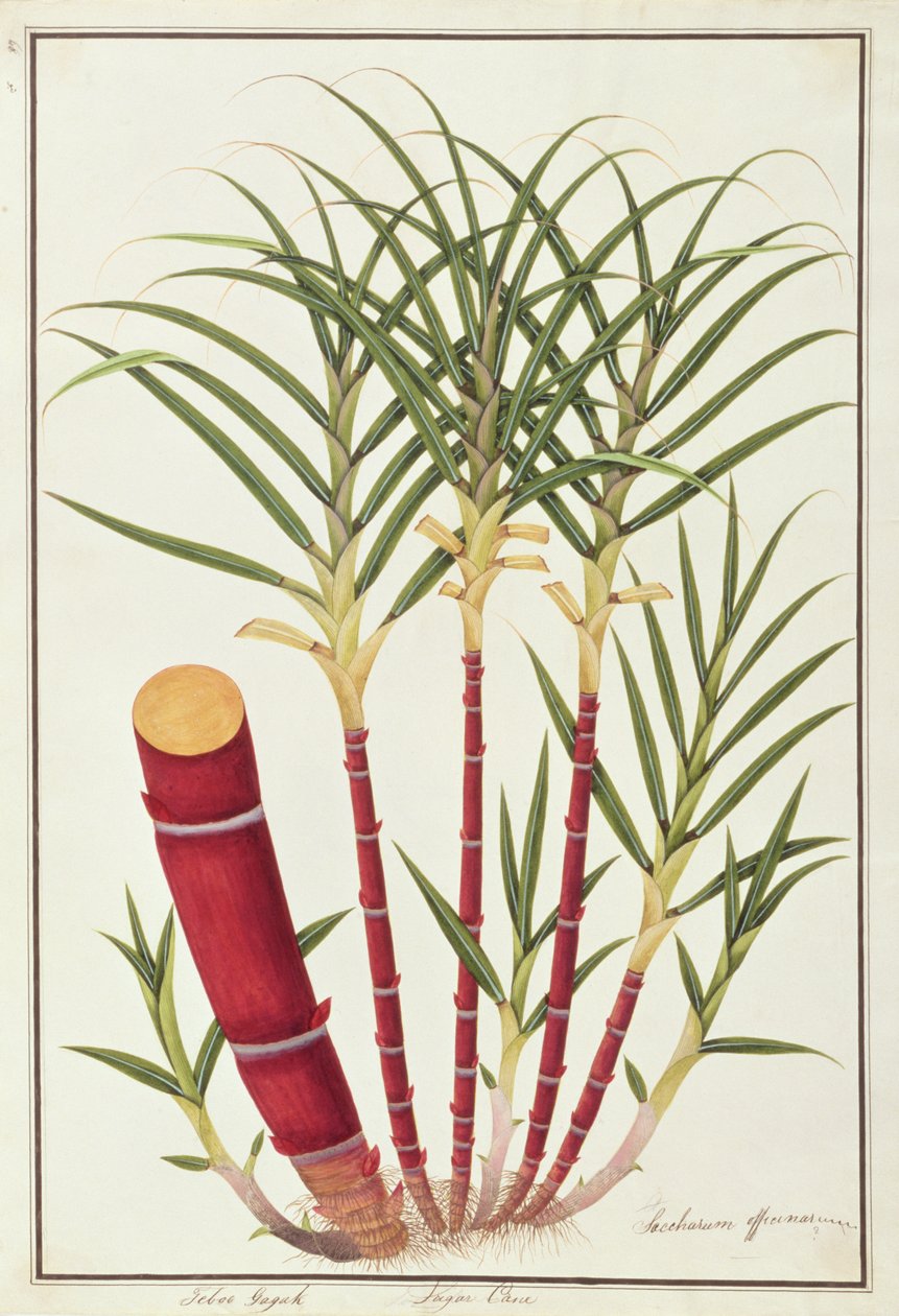 Sukkerrør, Teboo Gagak, fra tegninger af planter fra Malacca, ca. 1805-18 (wc på papir) af Chinese School