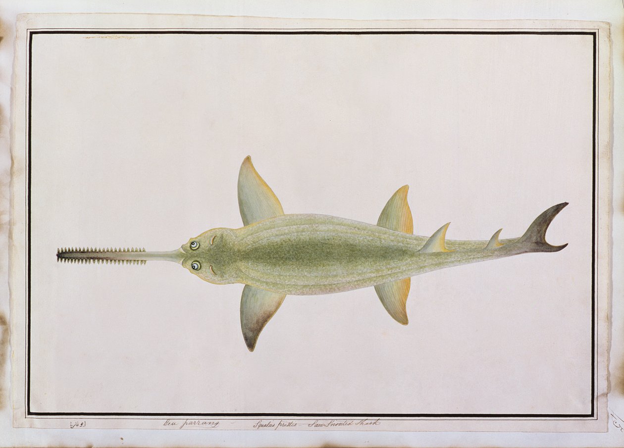 Sværdsnudehaj, Eeu parrang, Squalus poristis, fra tegninger af fisk fra Malacca, ca. 1805-18 (wc på papir) af Chinese School