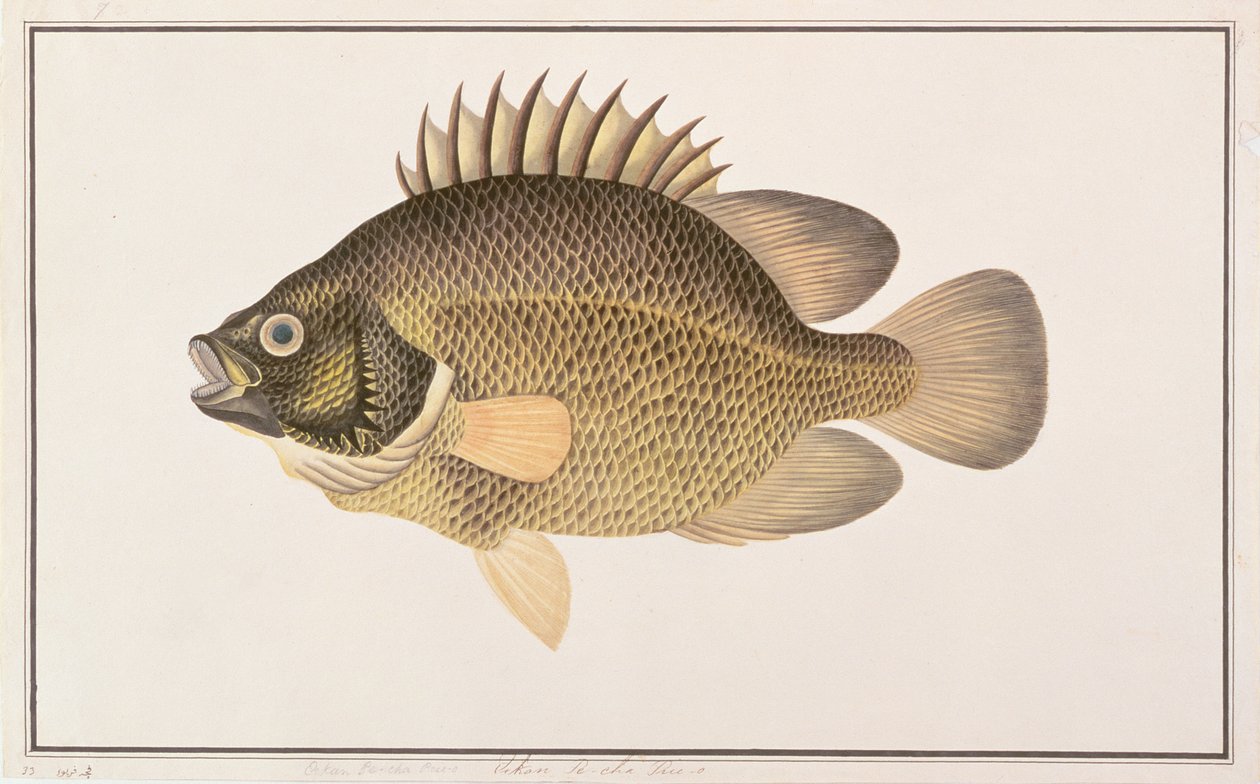 Tripletail, fra tegninger af fisk fra Malacca, ca. 1805-18 (wc på papir) af Chinese School