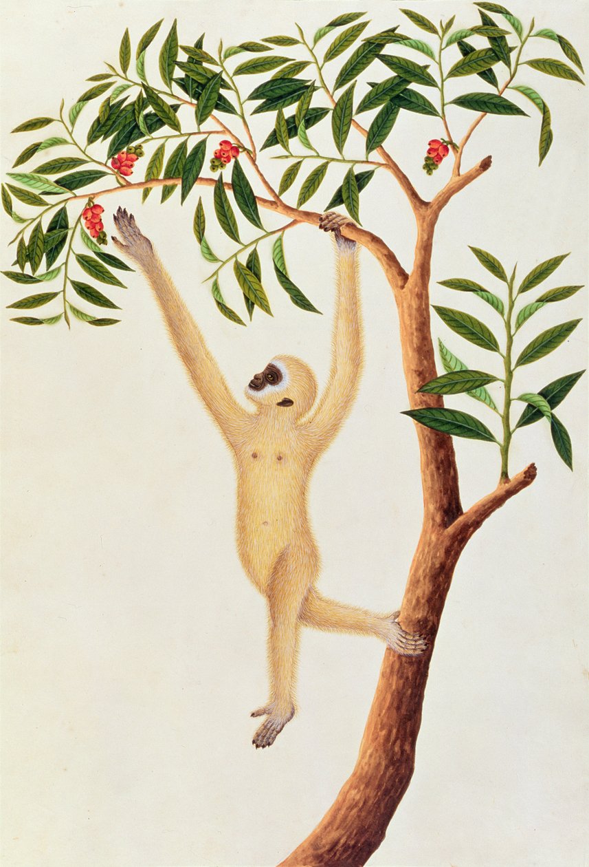 White Long Armed Ape, Ongka Pootre, fra tegninger af dyr, insekter og krybdyr fra Malacca, ca. 1805-18 (wc og gouache på papir) af Chinese School