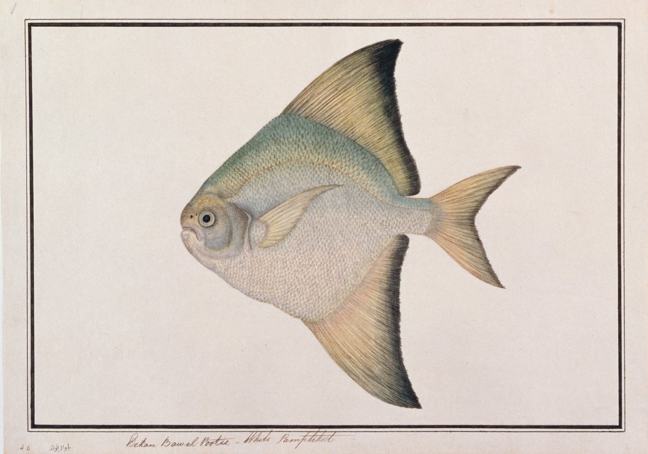 White Pomfret, fra tegninger af fisk fra Malacca, ca. 1805-18 (wc på papir) af Chinese School