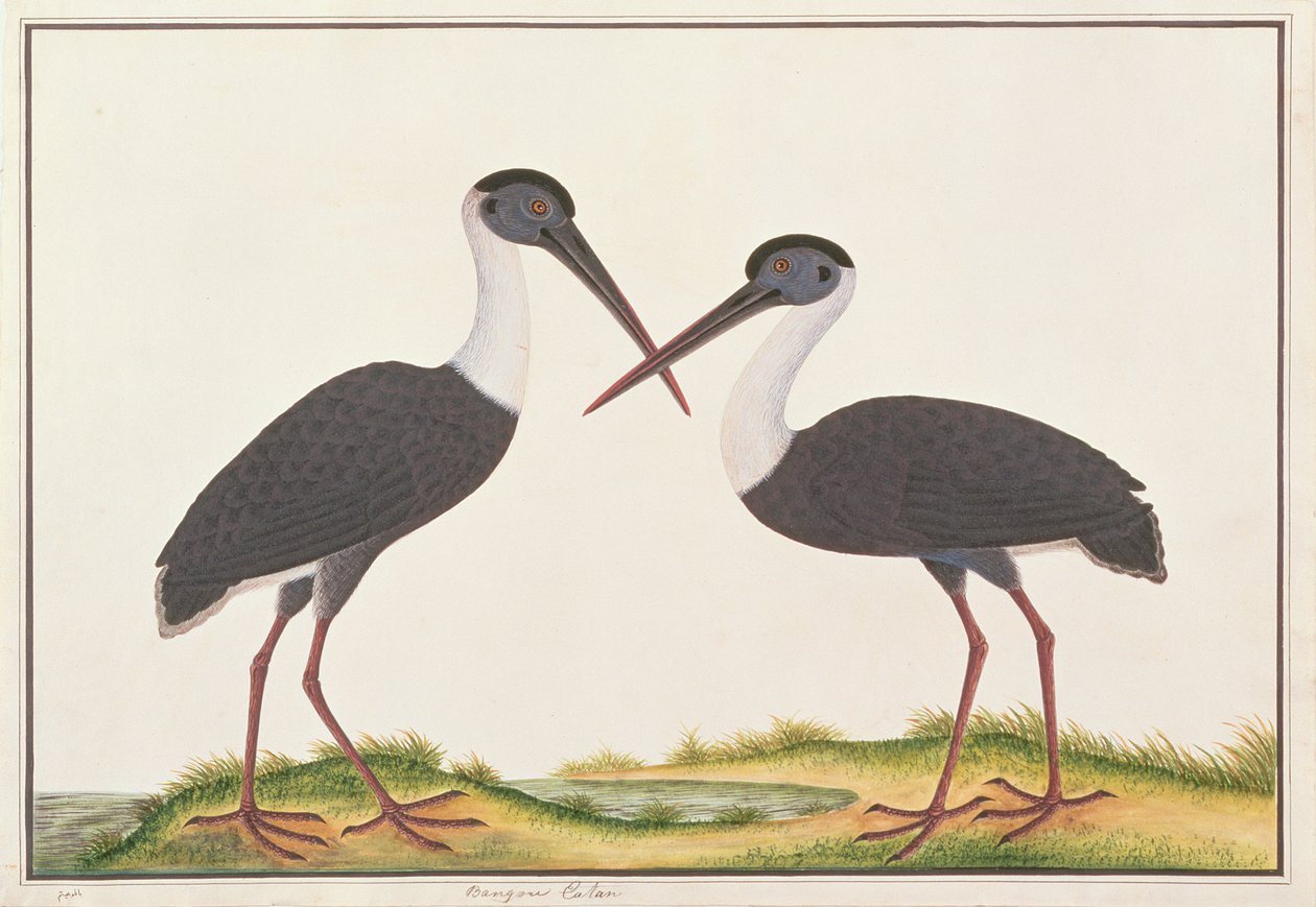 Uldhalset stork, fra tegninger af fugle fra Malacca, ca. 1805-18 (wc på papir) af Chinese School