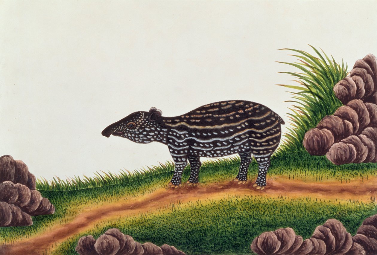 Ung Tapir of Malacca, fra tegninger af dyr, insekter og krybdyr fra Malacca, ca. 1805-18 (wc og gouache på papir) af Chinese School