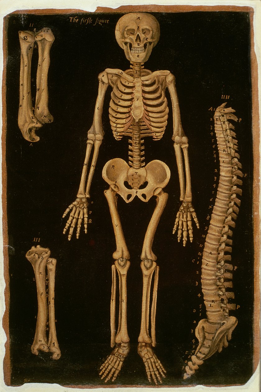 Ms Hunter 364 Table II Dissection, from Anatomical Tables, af John Banister (1540-1610) (olie på brunt papir) af English School