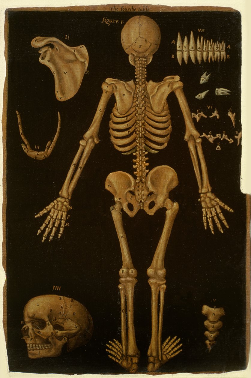 Ms Hunter 364 Table IV, fra Anatomical Tables, af John Banister (1540-1610) (olie på brunt papir) af English School
