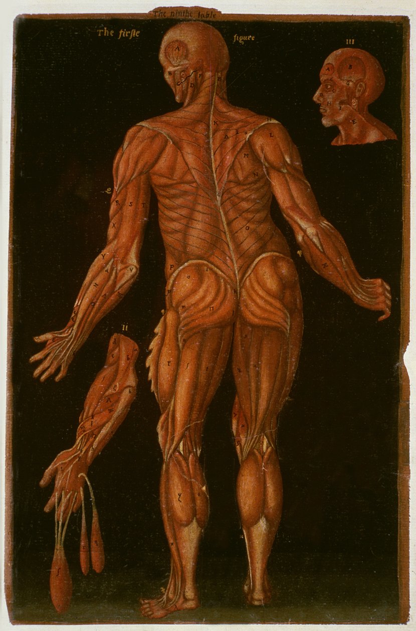 Ms Hunter 364 Tabel VIII Dissection, c.1170, fra Anatomical Tables, af John Banister (1540-1610) (olie på brunt papir) af English School