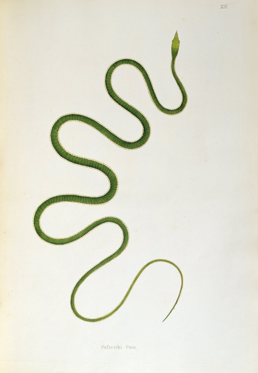 Pafseriki Pam Snake fra An Account of Indian Serpents indsamlet fra Coromandel-kysten af Patrick Russell, London, 1796 af English School