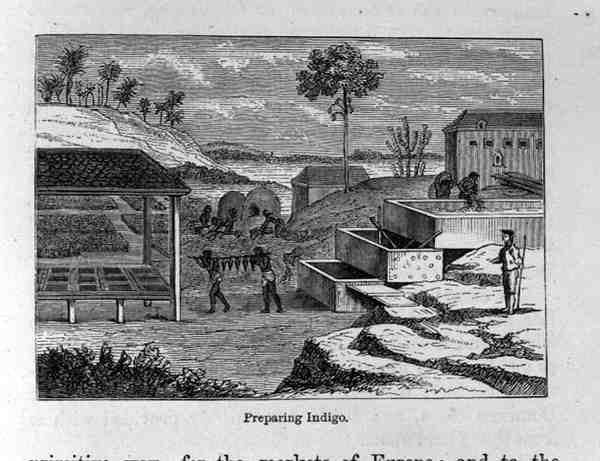 Forbereder Indigo, fra Santo Domingo fortid og nutid af Samuel Hazard, pub. 1873 af English School