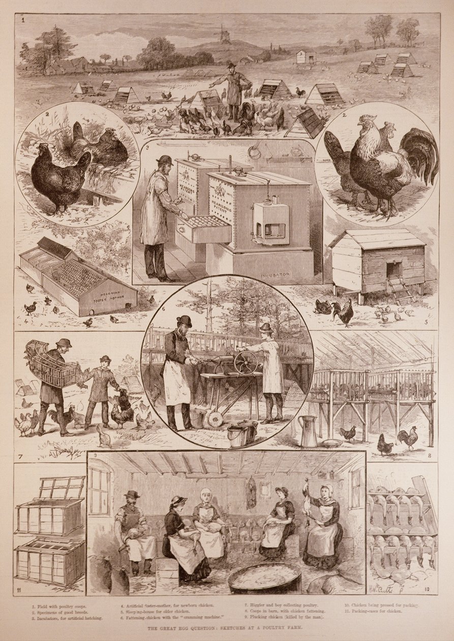 The Great Egg Question: Skitser på en fjerkræfarm, fra The Illustrated London News, 2. april 1887 af English School
