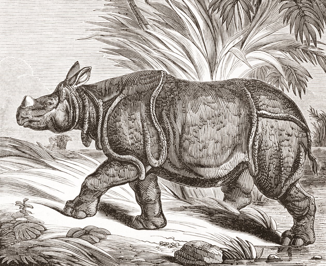 Det indiske næsehorn, eller større ethornet næsehorn, fra The Penny Magazine, udgivet 1834 af English School