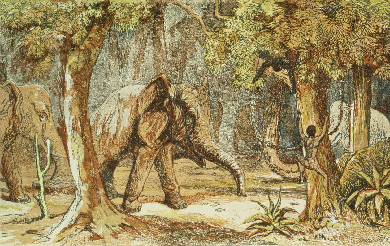 Treed by Elephants, illustration fra Sporting Scenes Amongst the Kaffirs of South Africa af W. Drayson, 1855 af English School