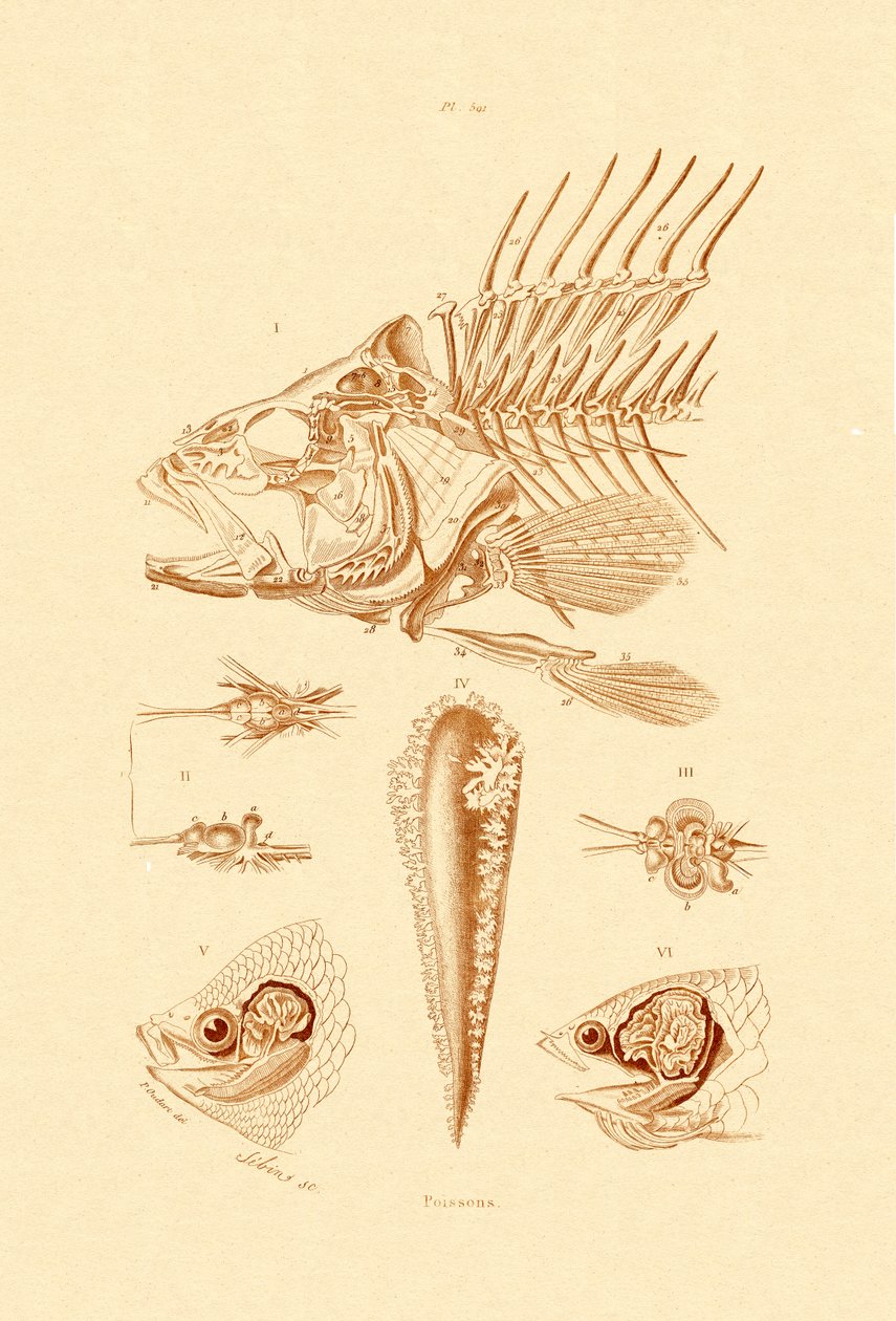 Fisk, 1833-39 af French School