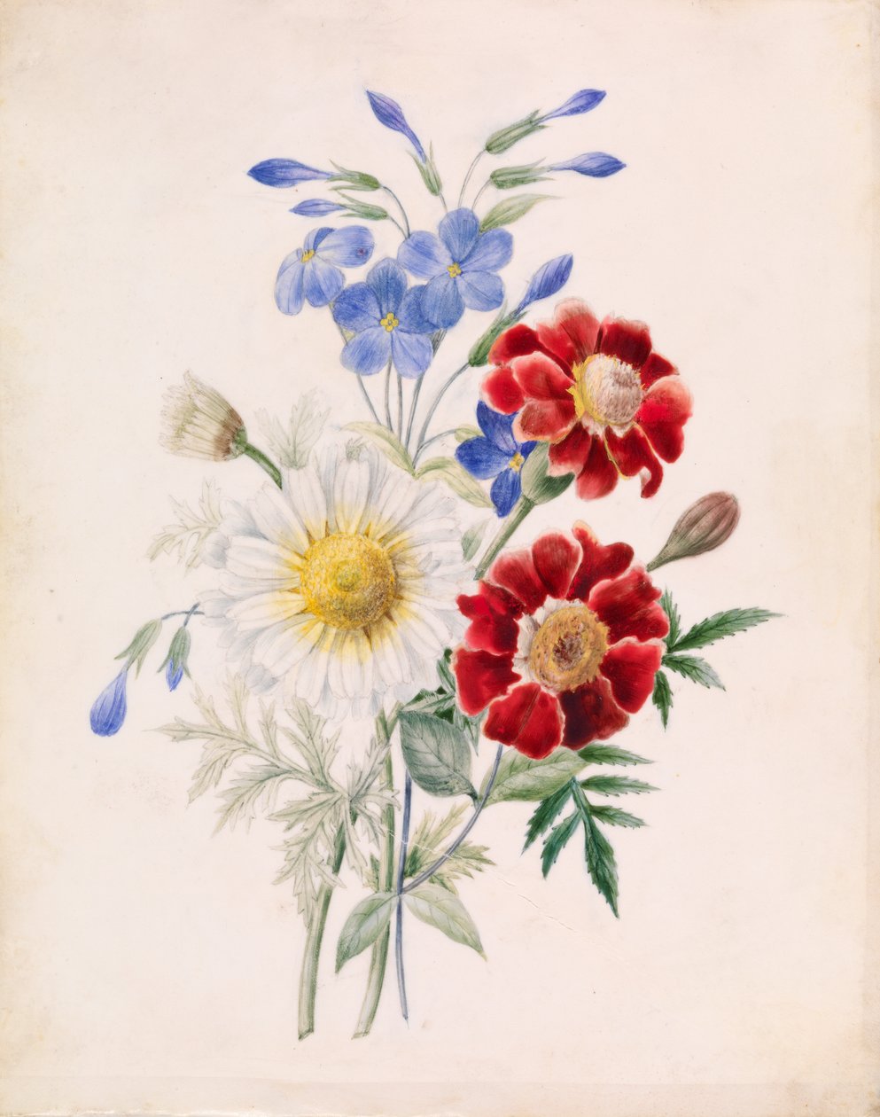 Blomster og hvid tusindfryd, ca. 1840 (wc på papir) af French School