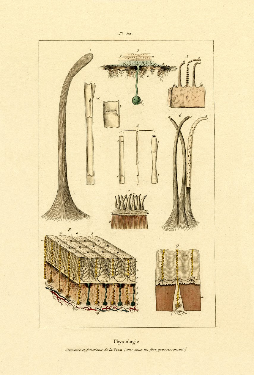 Menneskeskind, 1833-39 af French School