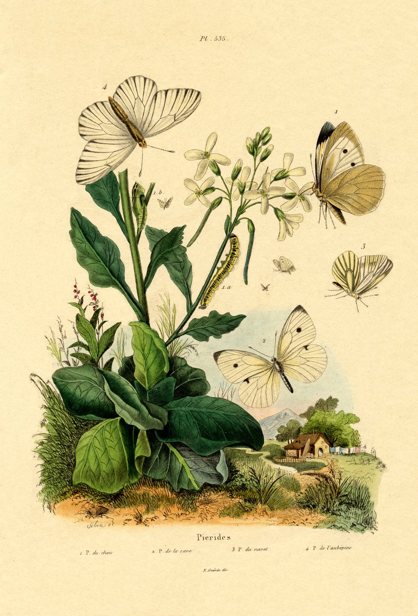 Stor hvid, 1833-39 af French School