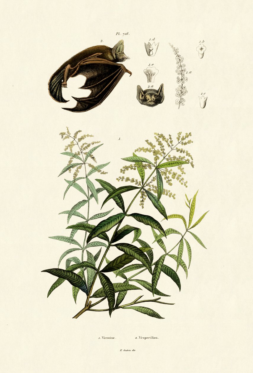 Citrongræs, 1833-39 af French School
