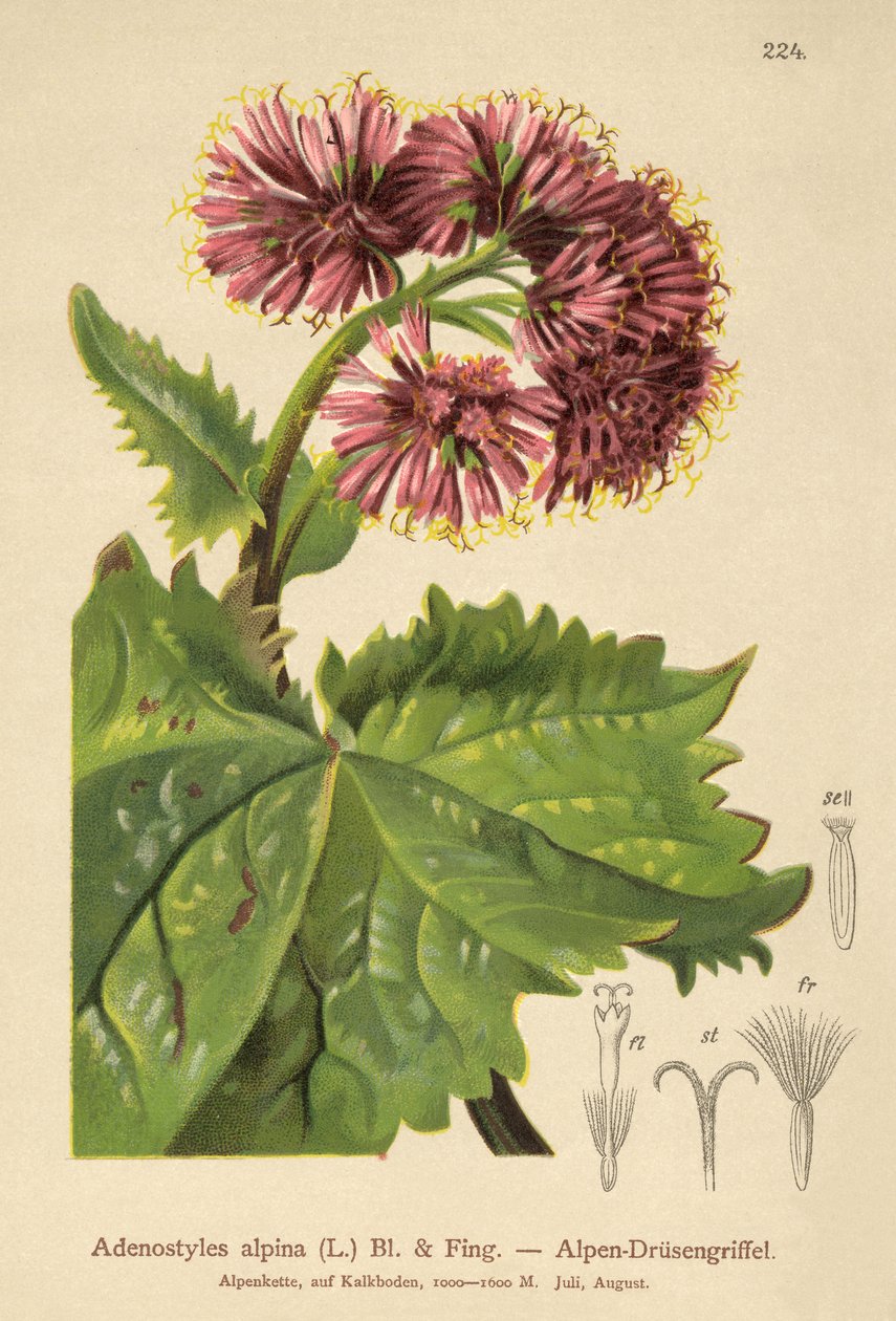 Adenostyles (Adenostyles alpina, Adenostyles glabra) af German School