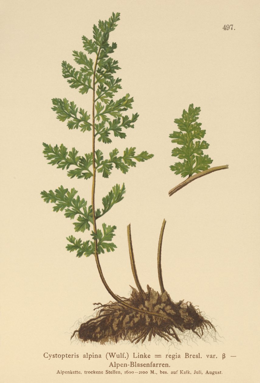 Almindelig Blære Bregne (Cystopteris alpina, Cystopteris regia) af German School