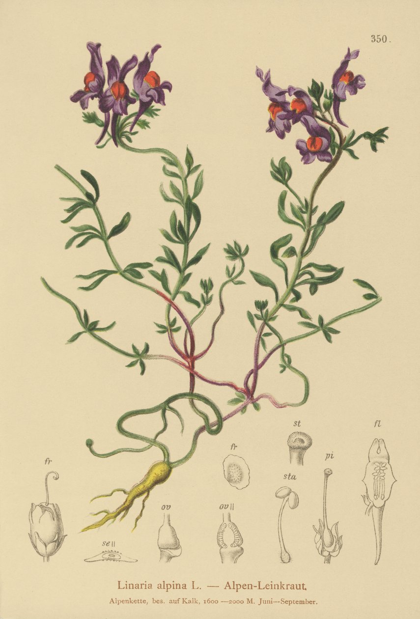 Almindelig padderok (Linaria alpina) af German School