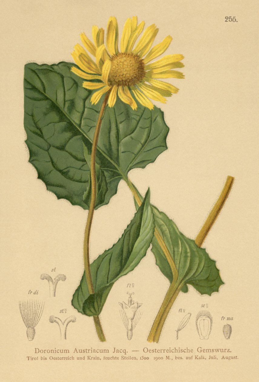 Østrigsk Leopards-bane (Doronicum Austriacum) af German School