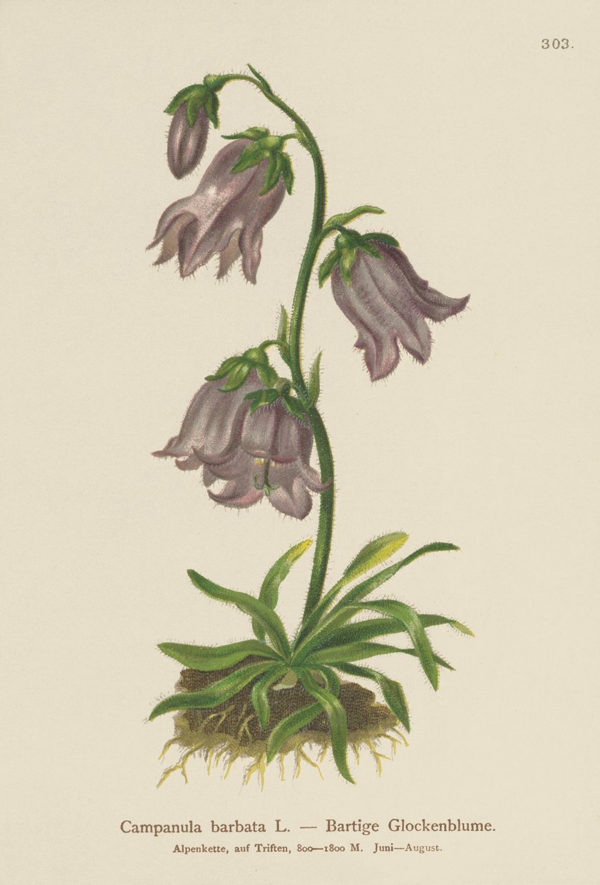 Skægget klokkeblomst (Campanula barbata) af German School