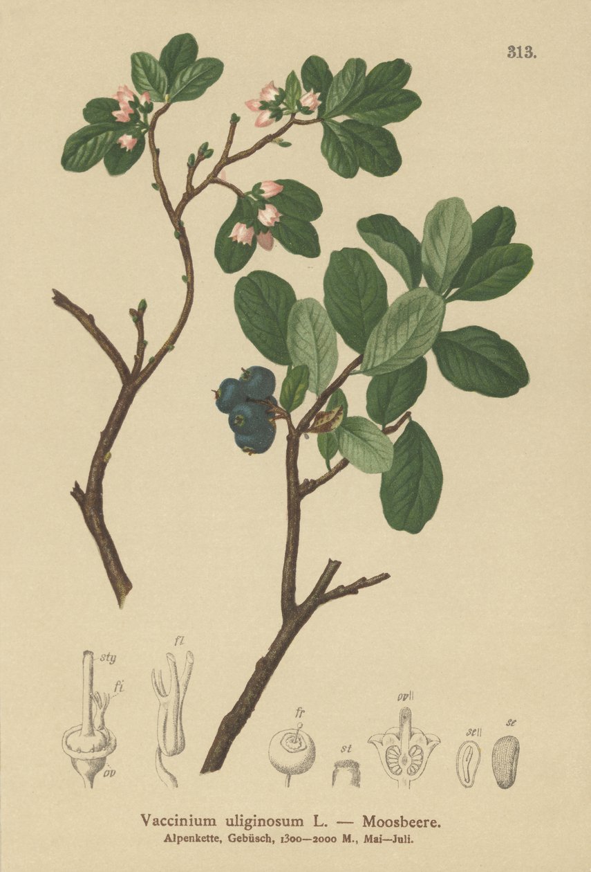 Mosebær (Vaccinium uliginosum) af German School