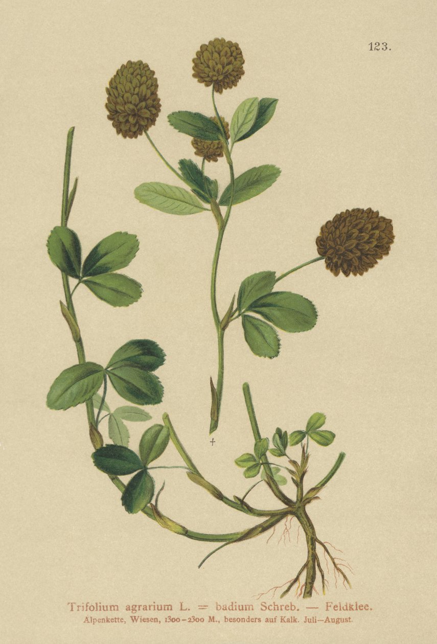 Brunkløver (Trifolium agrarium, Trifolium badium) af German School