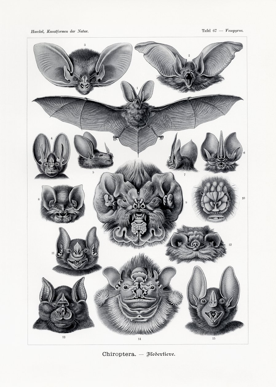 Chiroptera, 1899-1904 af German School