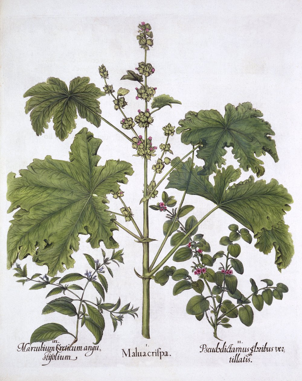 Curled Mallow, False Dittany, Cretan Horehound, fra Hortus Eystettensis, af Basil Besler (1561-1629), pub. 1613 (håndkoloreret gravering) af German School