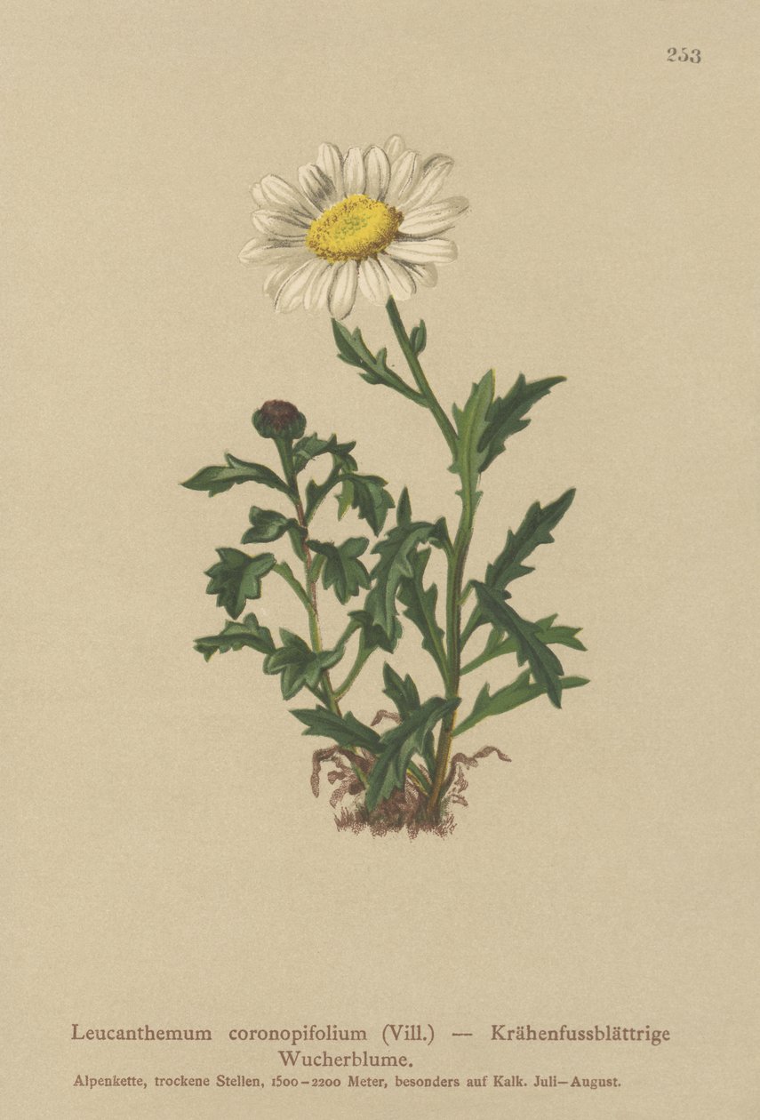 Tusindfryd (Leucanthemum coronopifolium, Chrysanthemum coronopifolium, Chrysanthemum alpestre) af German School