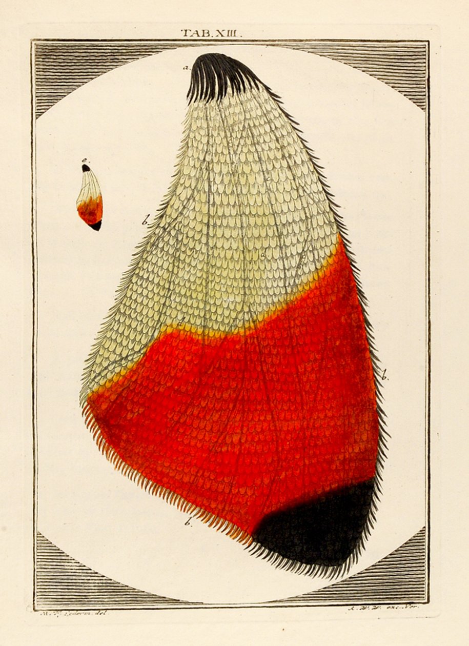 Diagram af en forstørret Moths Wing, 1768 af German School