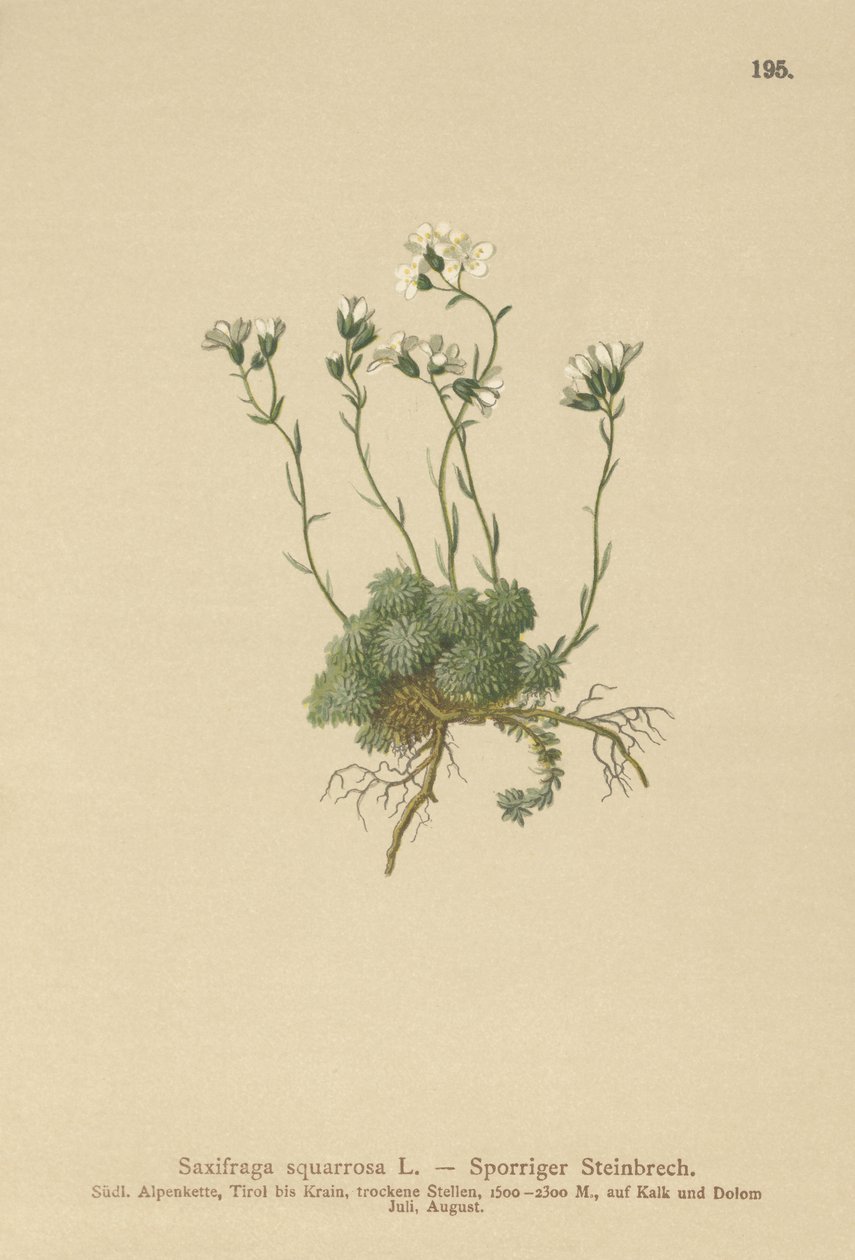 Dolomit Saxifrage (Saxifraga squarrosa) af German School