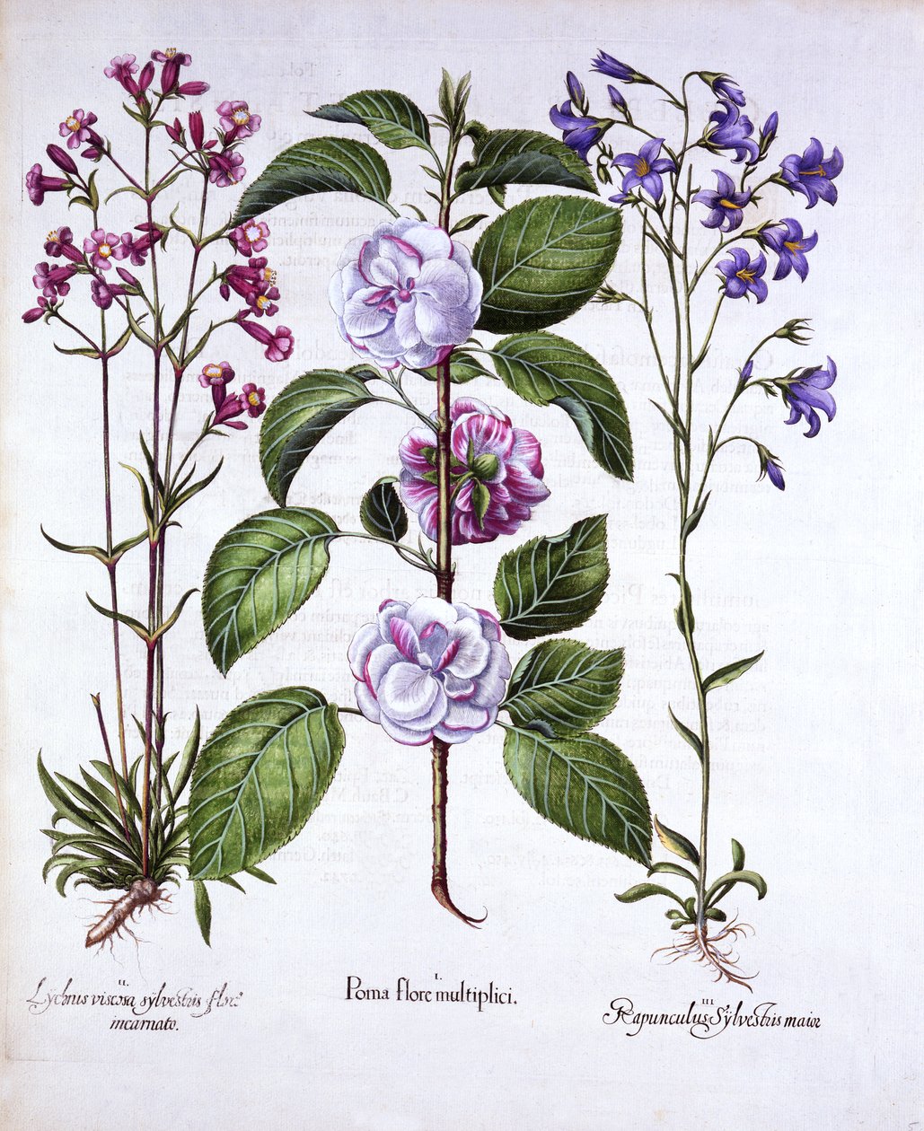 Dobbeltblomstret æble, tysk fangstflue og en klokkeblomst, fra Hortus Eystettensis, af Basil Besler (1561-1629), pub. 1613 (håndfarvet gravering) af German School
