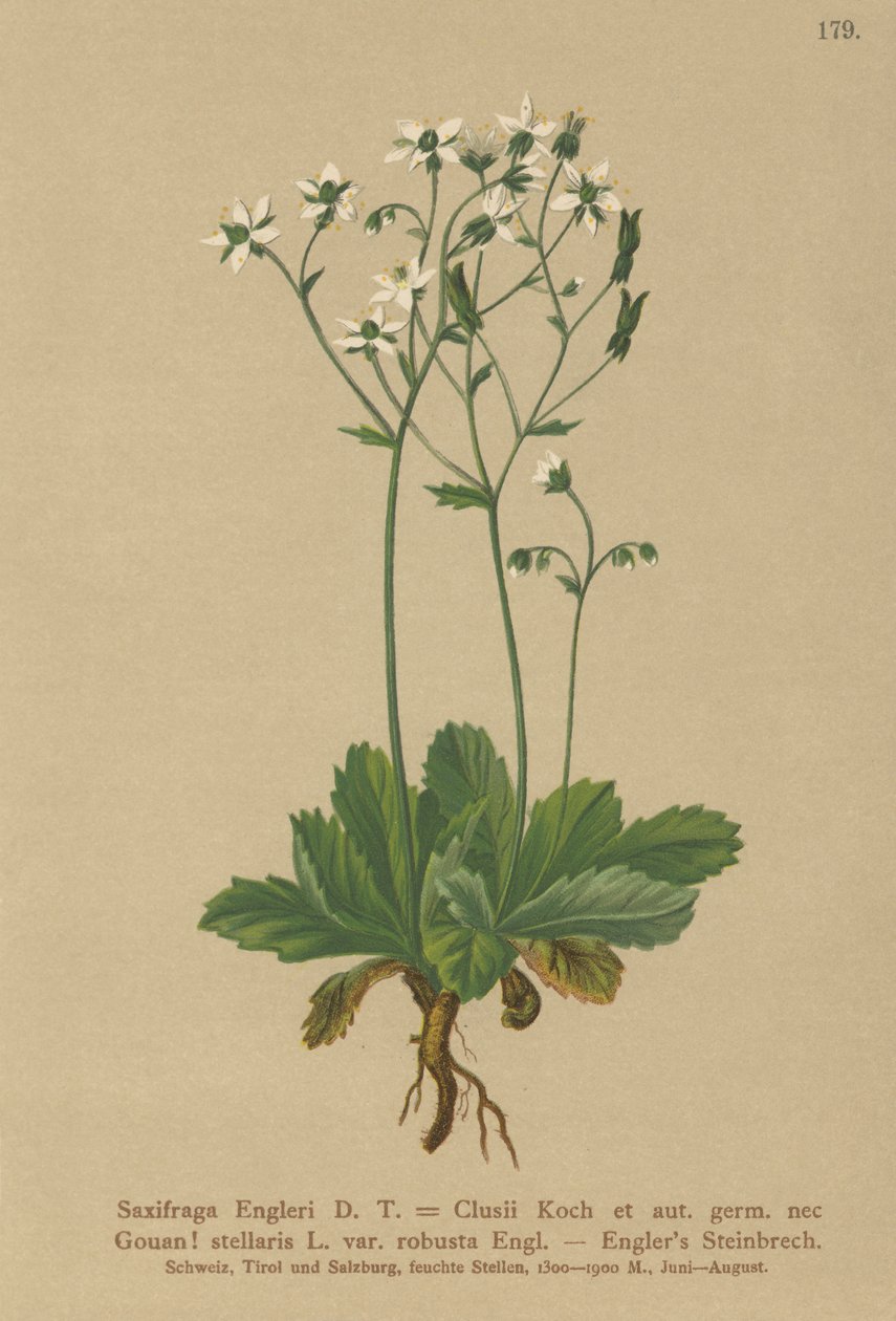 Engerlis Saxifrage (Saxifraga Engerli, Saxifraga Clusii) af German School