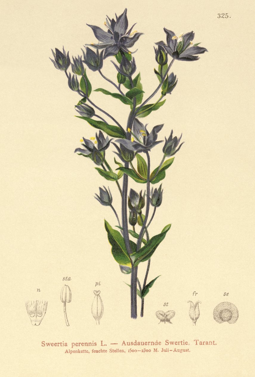 Felwort (Sweertia perennis) af German School