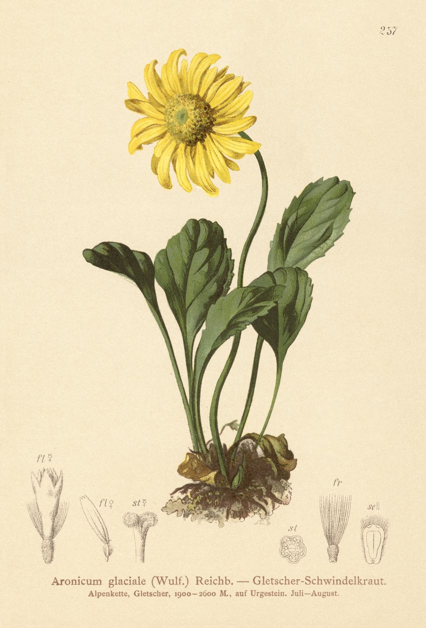 Glaciers Bane (Aronicum glaciale, Doronicum glaciale) af German School