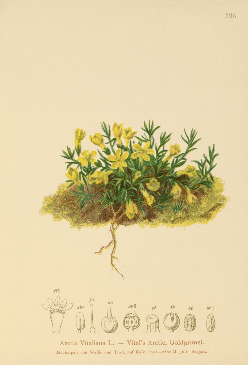 Gylden Primerose (Primula vitaliana, Aretia vitaliana, Vitaliana primuliflora) af German School