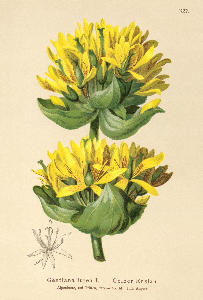Stor gul ensian (Gentiana lutea) af German School