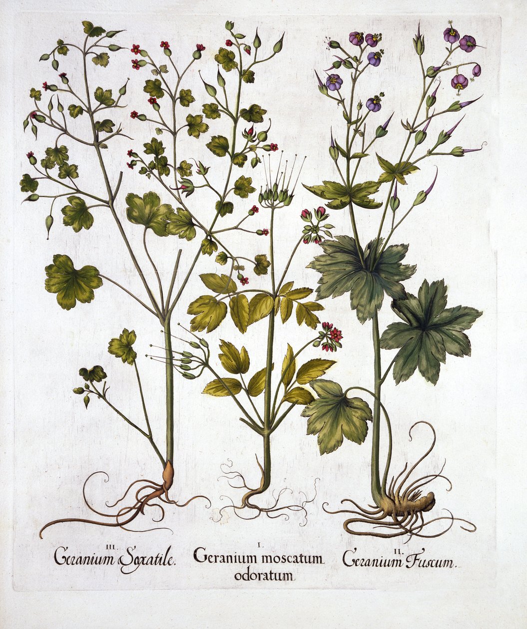 Hardy Geraniums, fra Hortus Eystettensis, af Basil Besler (1561-1629), pub. 1613 (håndfarvet gravering) af German School