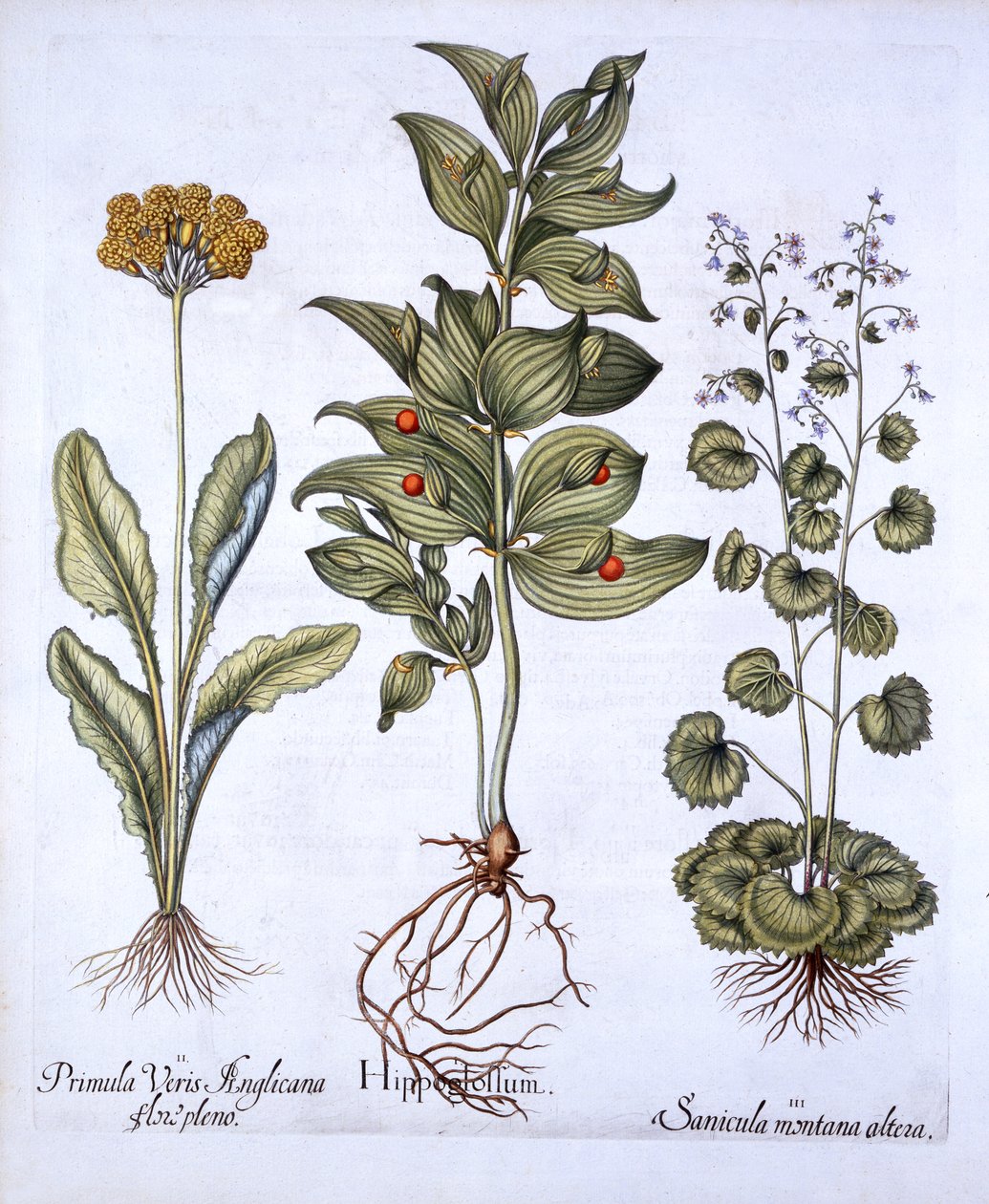 Hippoglossum, Cowslip og SanicleSnakeroot, fra Hortus Eystettensis, af Basil Besler (1561-1629), pub. 1613 (håndfarvet gravering) af German School