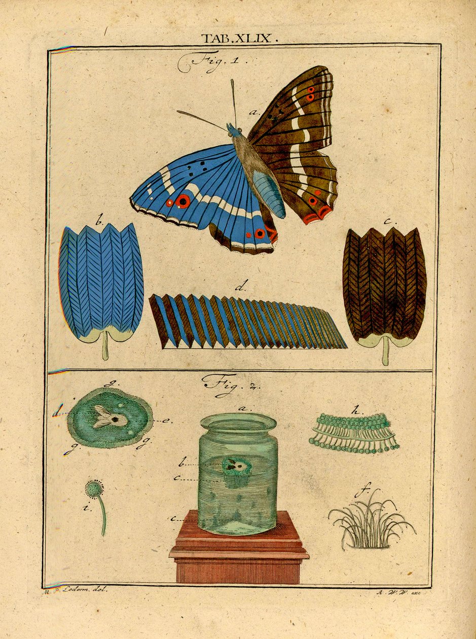Illustrationer af mikroskopiske enkeltcellede organismer og skæl fra en sommerfuglevinge ved hjælp af et tidligt optisk mikroskop, 1768 af German School