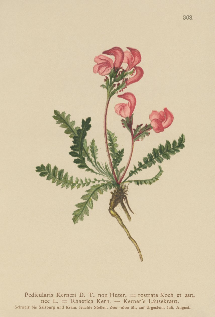 Kerners Lousewort (Pedicularis Kerneri, Rhaetica Kerneri, Pedicularis rostrata, Pedicularis Rhaetica) af German School
