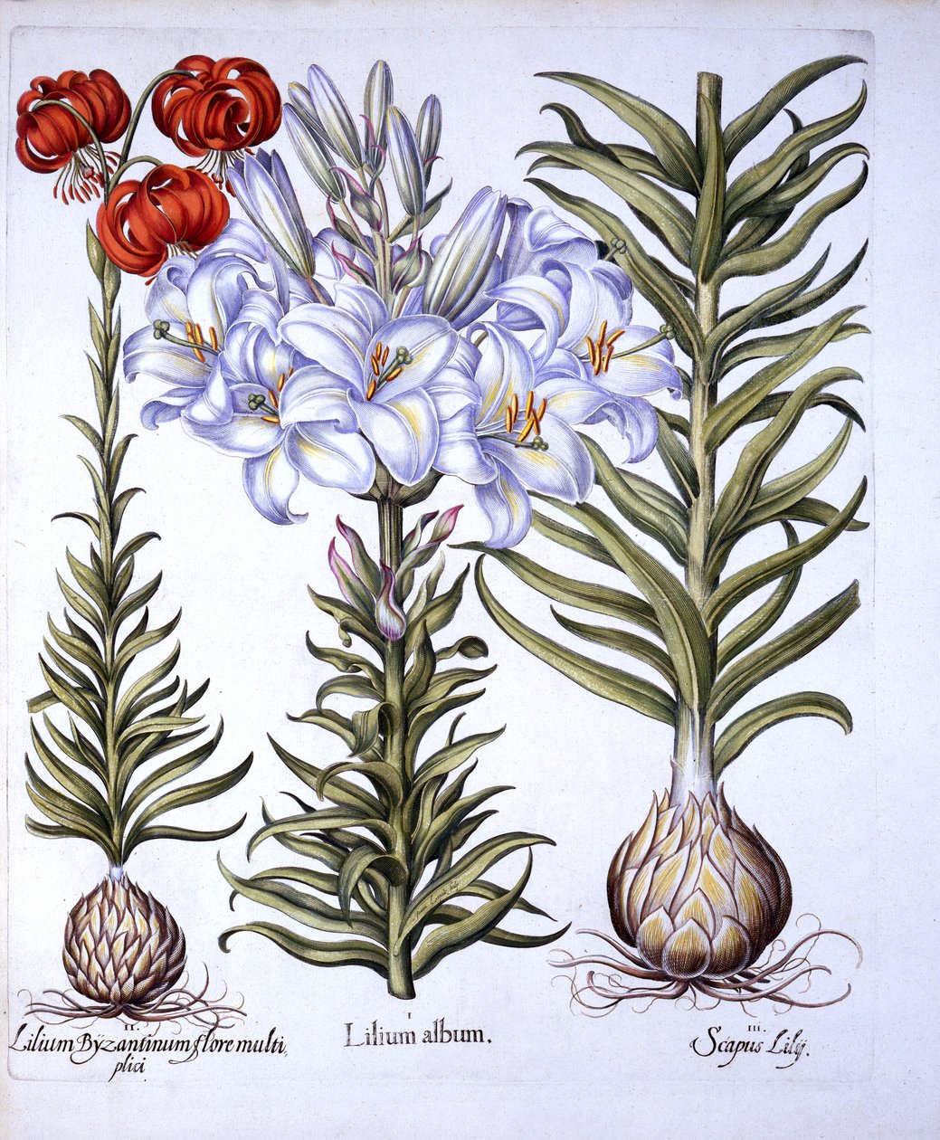 Madonna Lily and Bulb, Red Martagon of Constantinople, fra Hortus Eystettensis, af Basil Besler (1561-1629), pub. 1613 (håndfarvet gravering) af German School