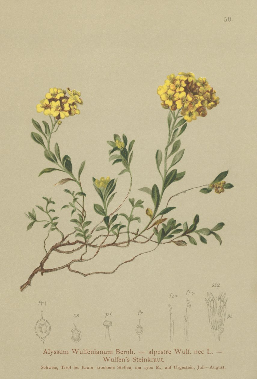 Madwort (Alyssum Wulfenianum, Alyssum alpestre) af German School