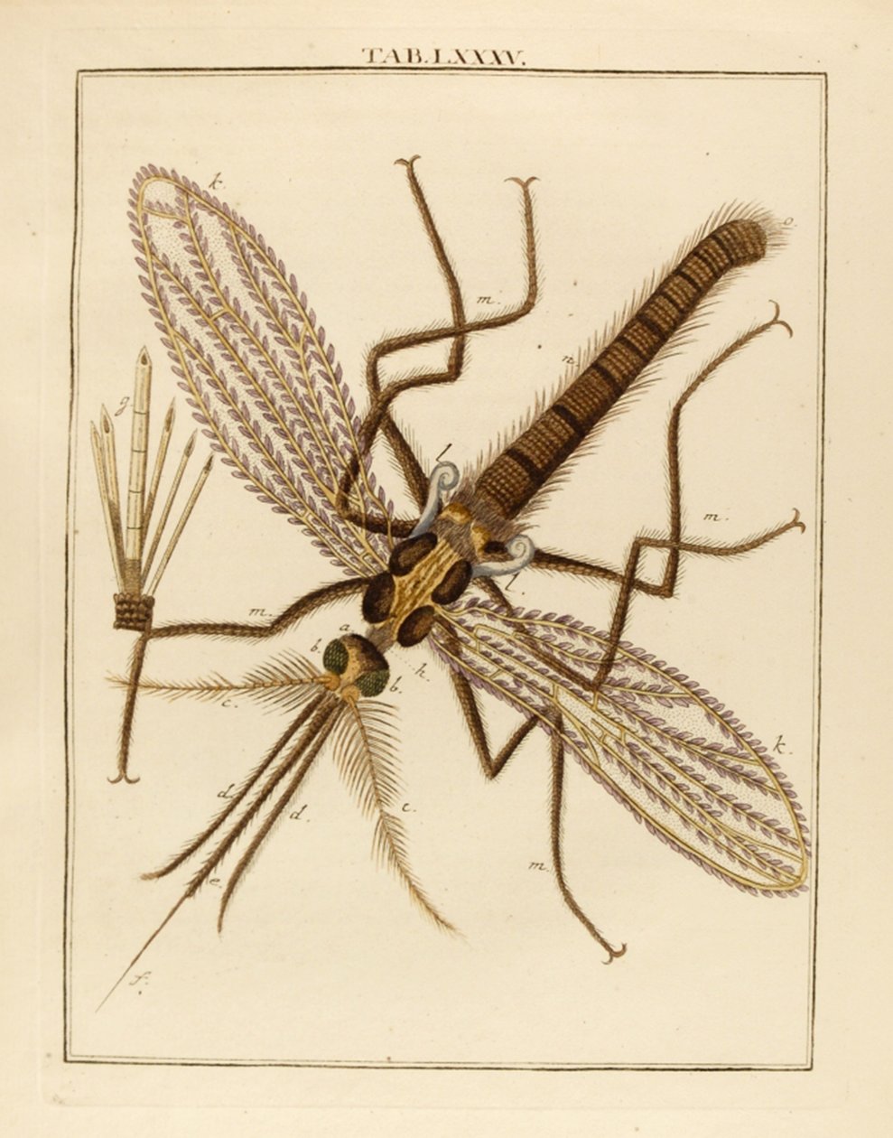 Magnified Mosquito, 1768 af German School