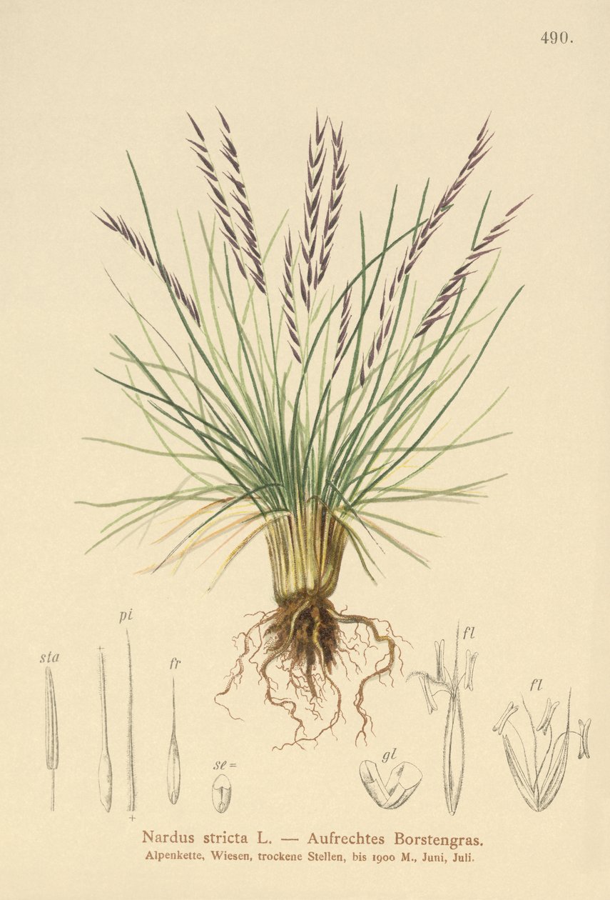 Matgræs (Nardus stricta) af German School