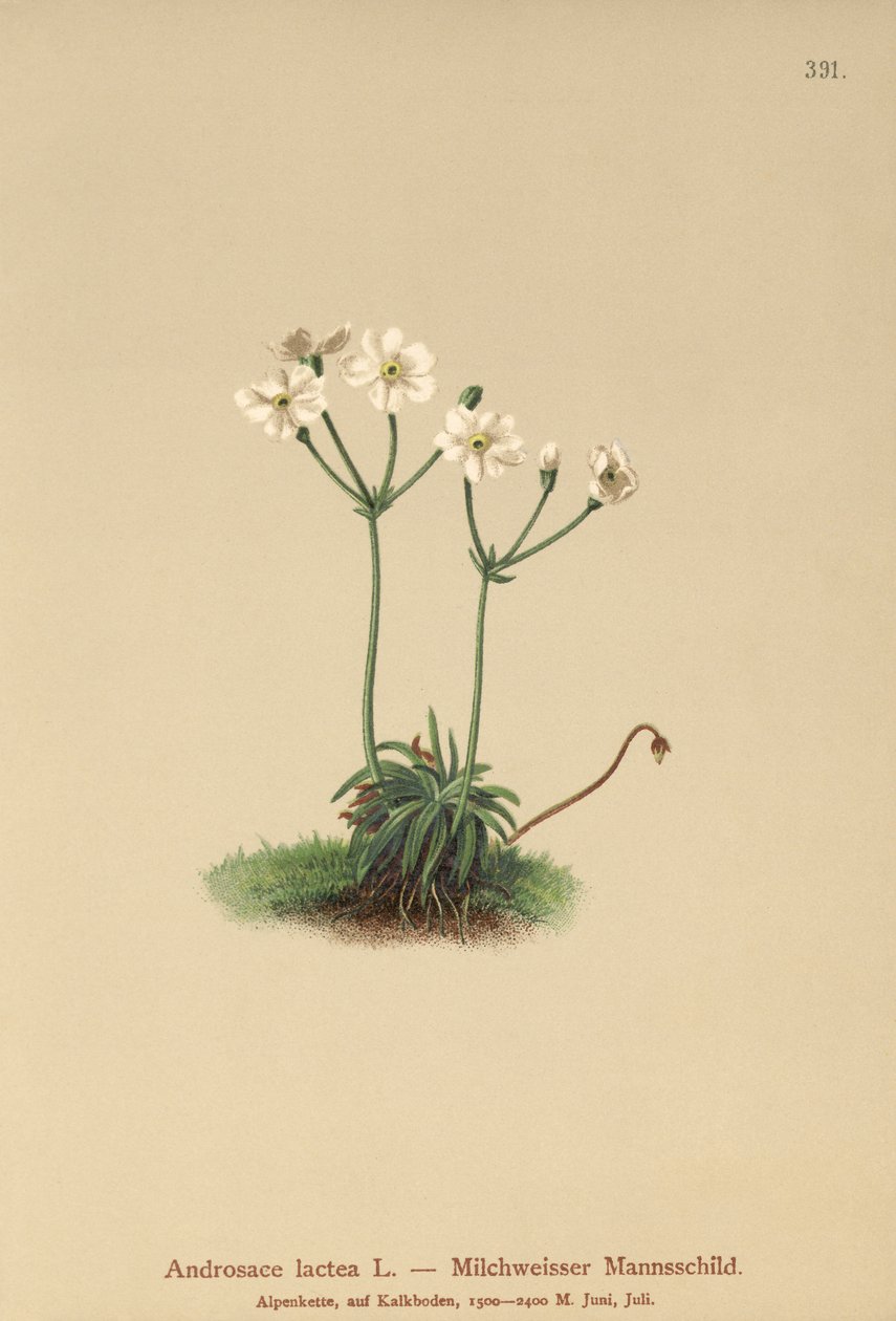 Mælkehvid sten-jasmin (Androsace lactea, Androsace lactiflora) af German School