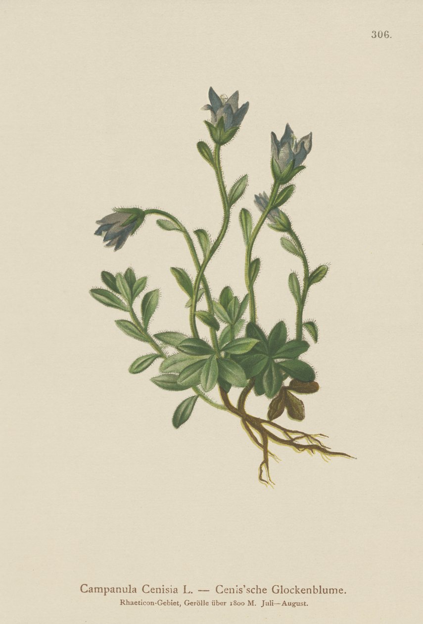 Mt. Cenis Bellflower (Campanula Cenisia) af German School