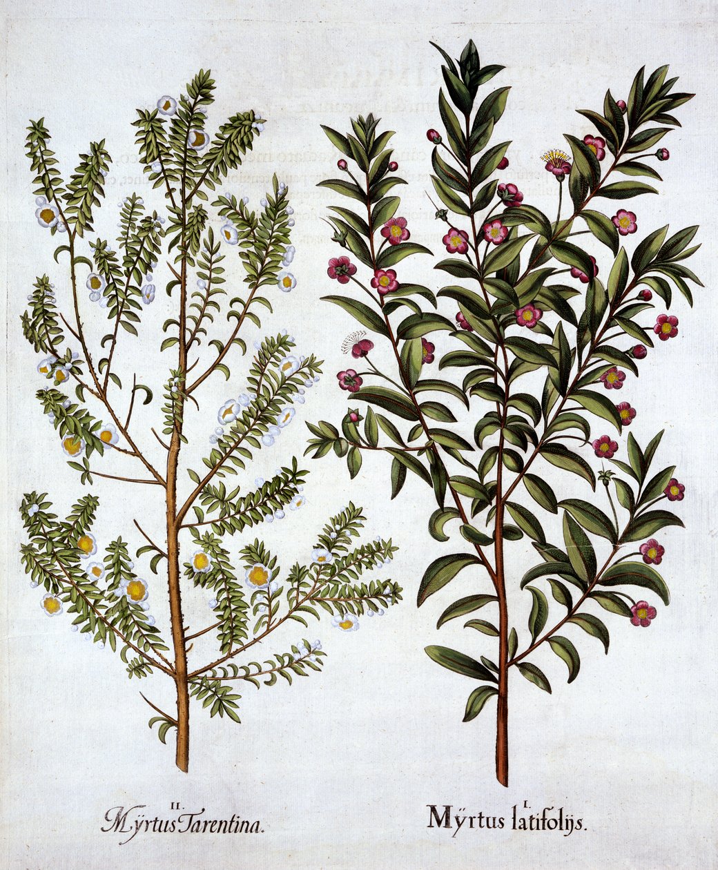 Myrtle Varieties, fra Hortus Eystettensis, af Basil Besler (1561-1629), pub. 1613 (håndkoloreret gravering) af German School