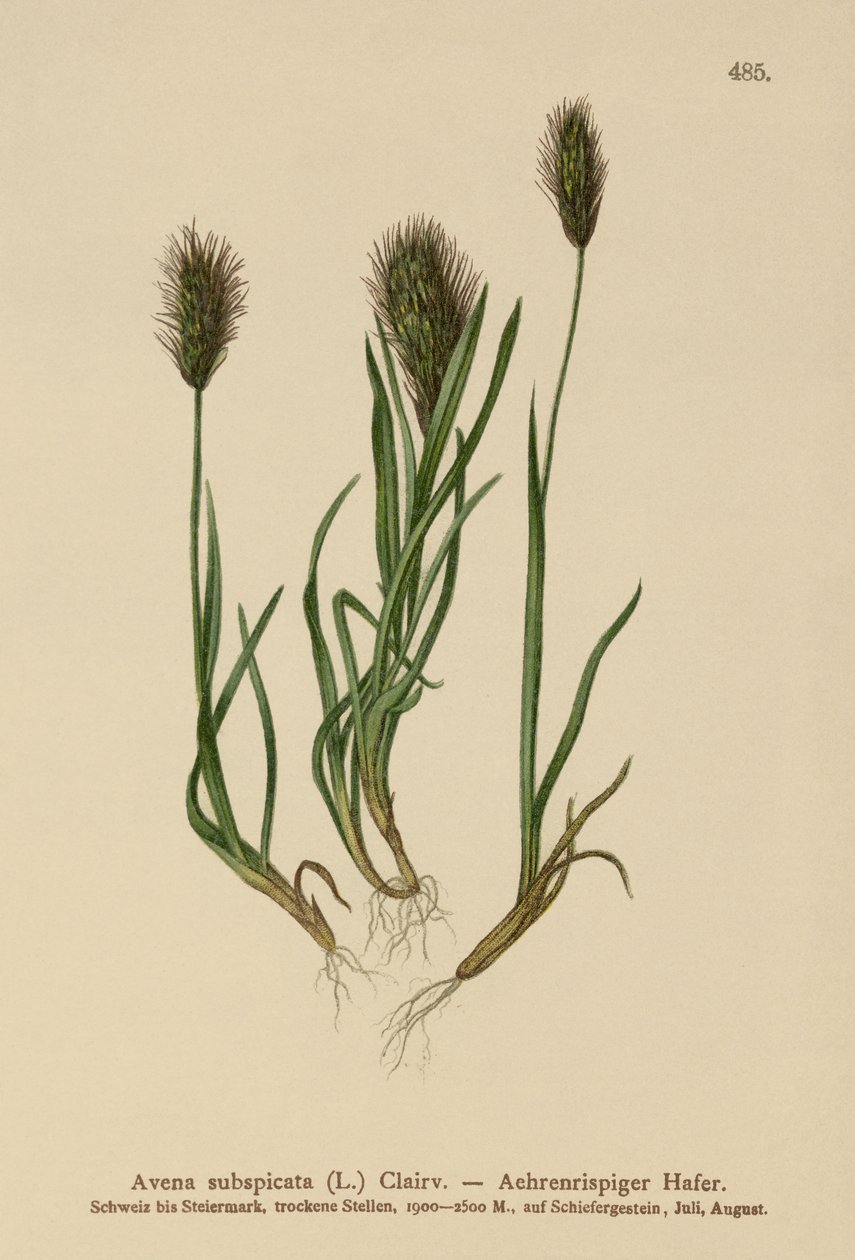 Havregræs (Avena subspicata) af German School